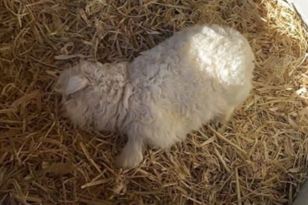 宁夏一只会装死的小羊走红网络！有人花13万求购